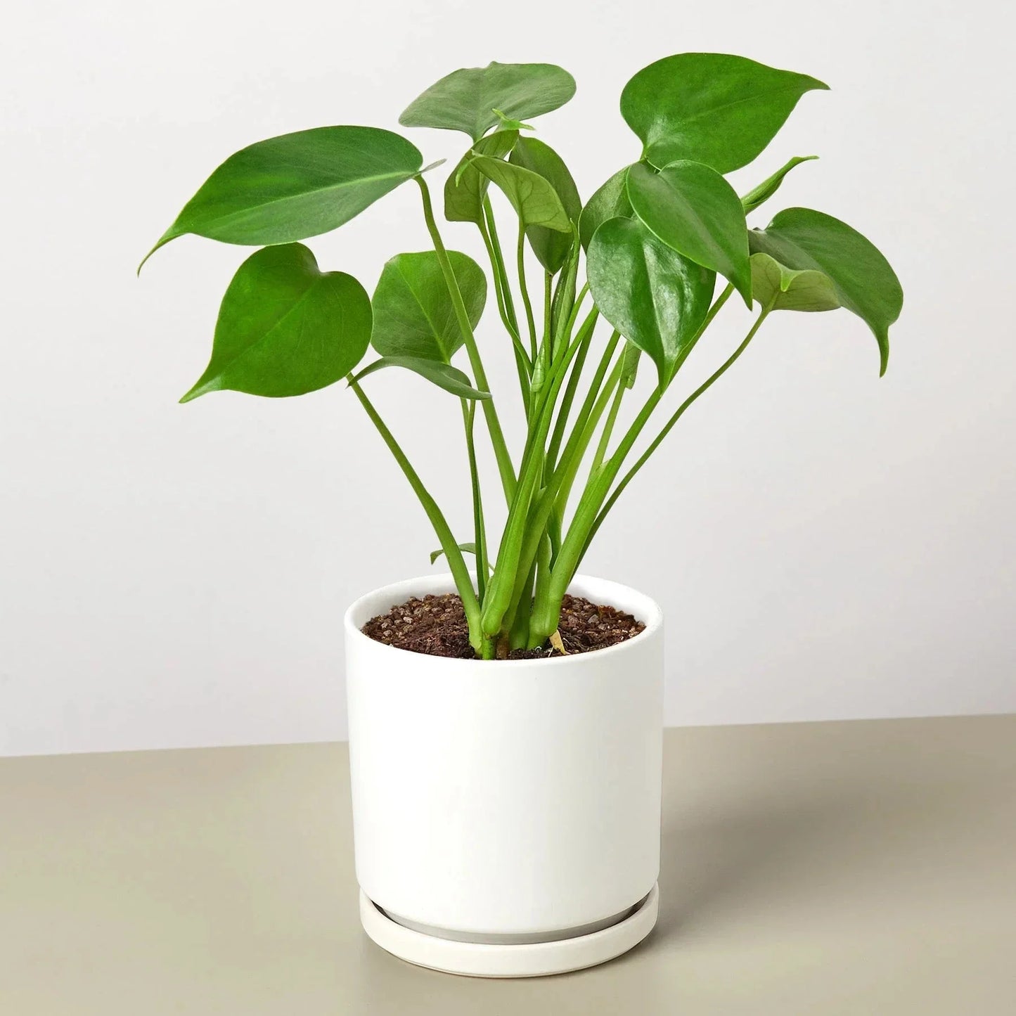 Monstera Deliciosa Split-Leaf Live Plant