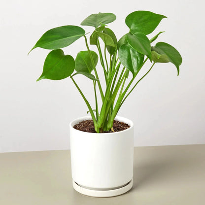 Monstera Deliciosa Split-Leaf Live Plant