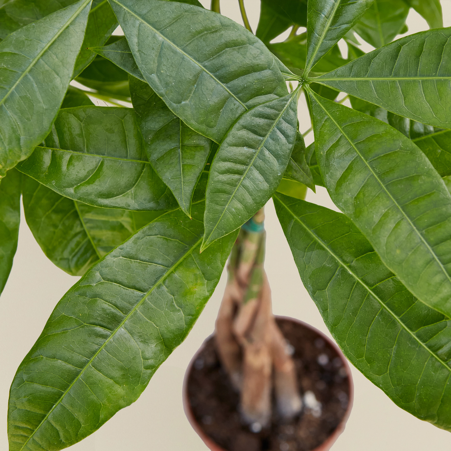 Money Tree 'Braided' Pachira – Live Plant