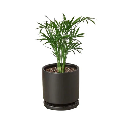 Parlor Palm Live Plant – Pet-Safe