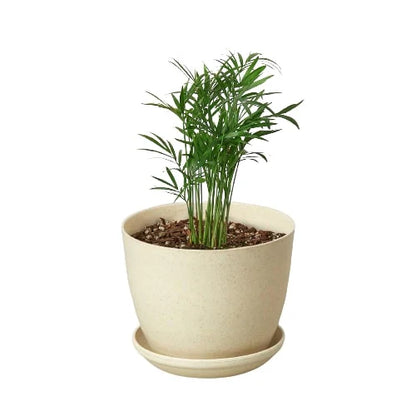 Parlor Palm Live Plant – Pet-Safe