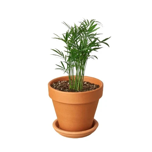 Parlor Palm Live Plant – Pet-Safe