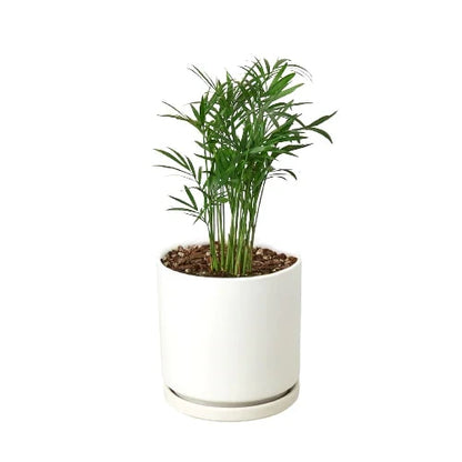 Parlor Palm Live Plant – Pet-Safe