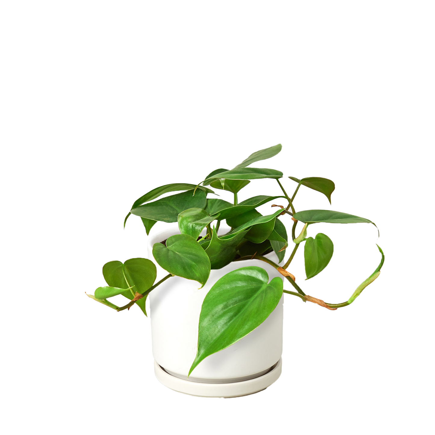 Philodendron Cordatum 'Heartleaf' Live Plant