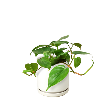 Philodendron Cordatum 'Heartleaf' Live Plant