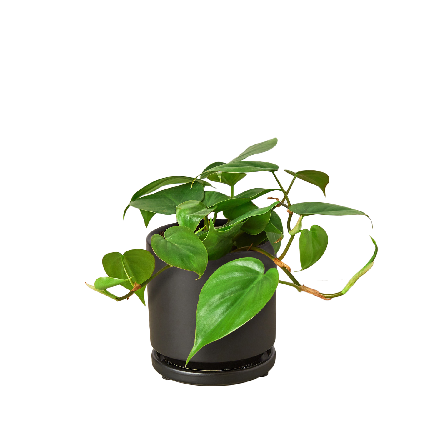 Philodendron Cordatum 'Heartleaf' Live Plant