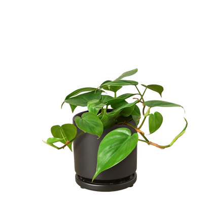 Philodendron Cordatum 'Heartleaf' Live Plant