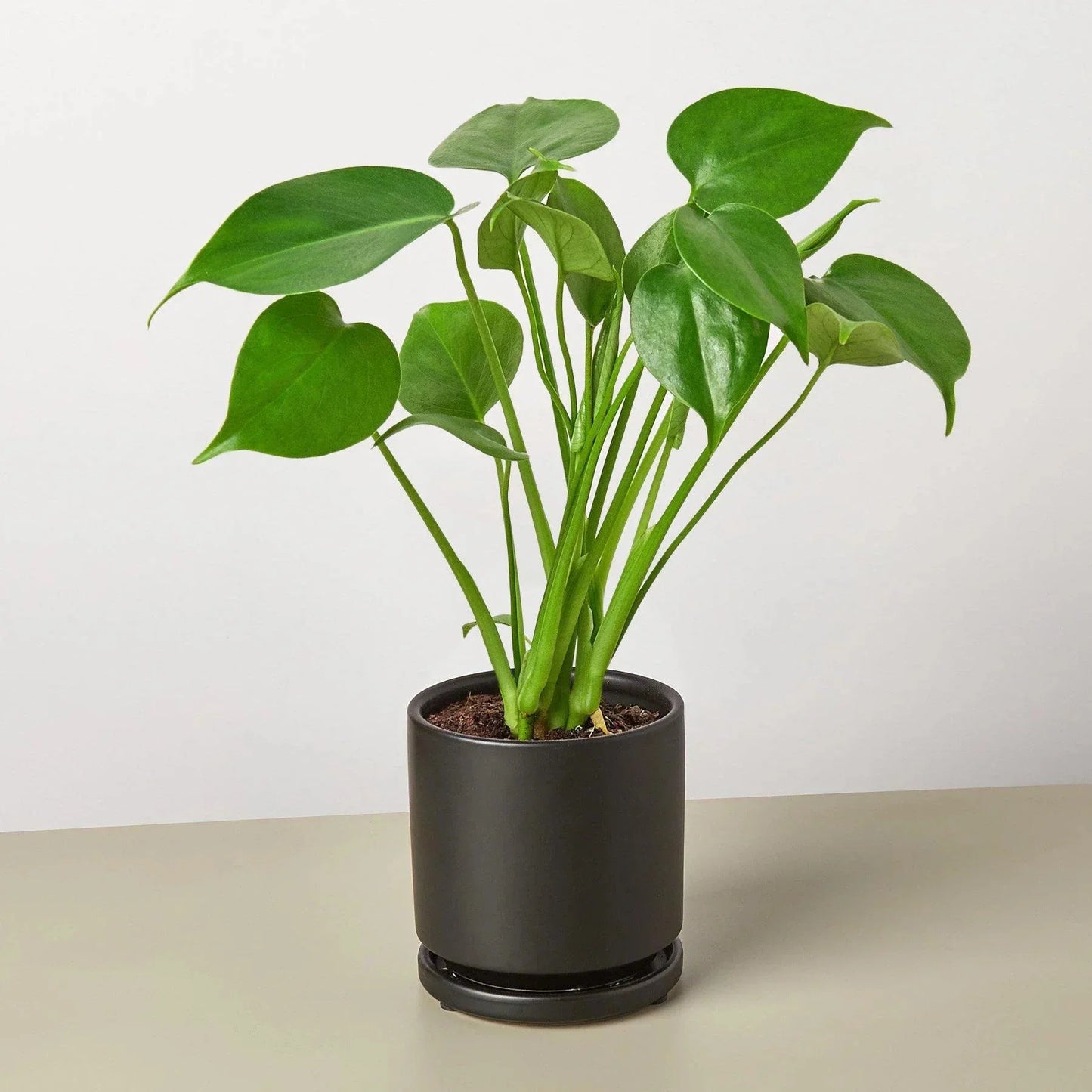 Monstera Deliciosa Split-Leaf Live Plant