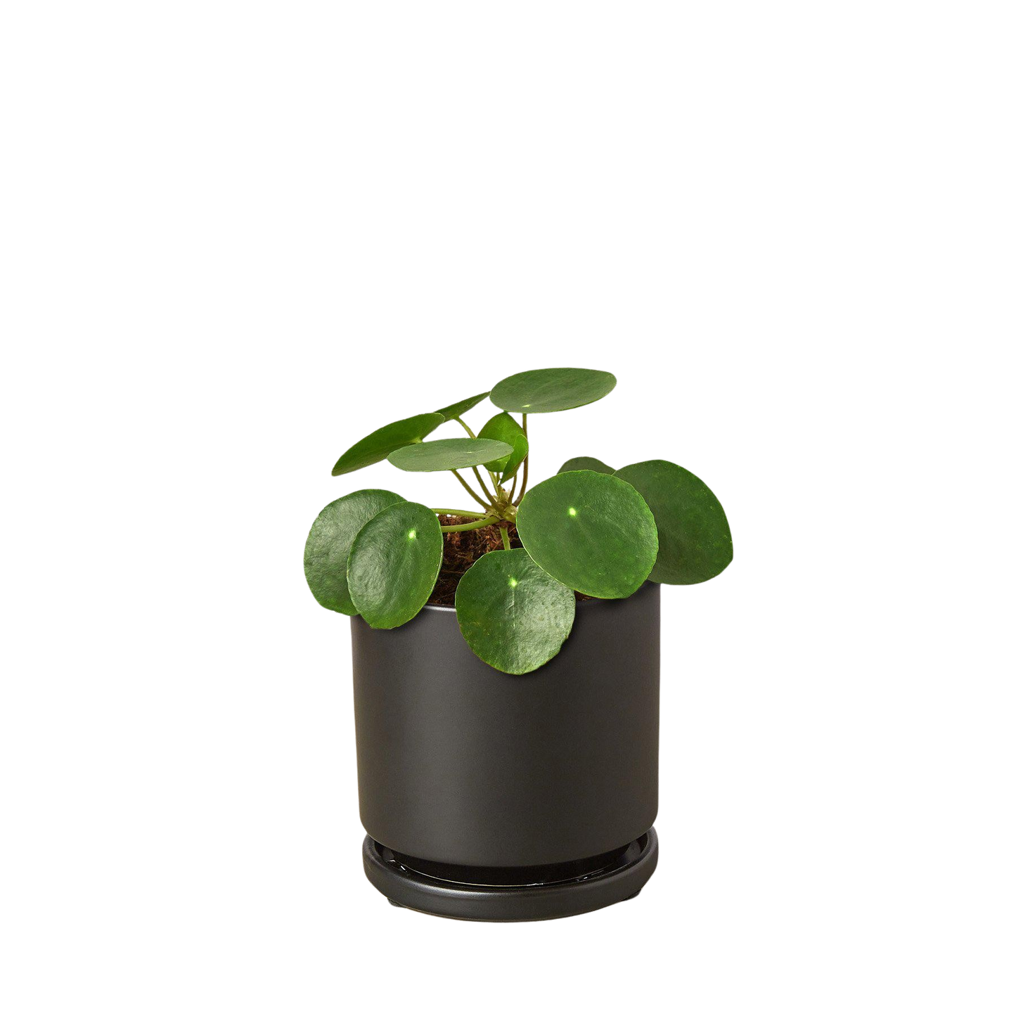 Pilea Peperomioides 'Chinese Money Plant'