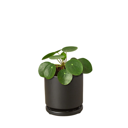 Pilea Peperomioides 'Chinese Money Plant'