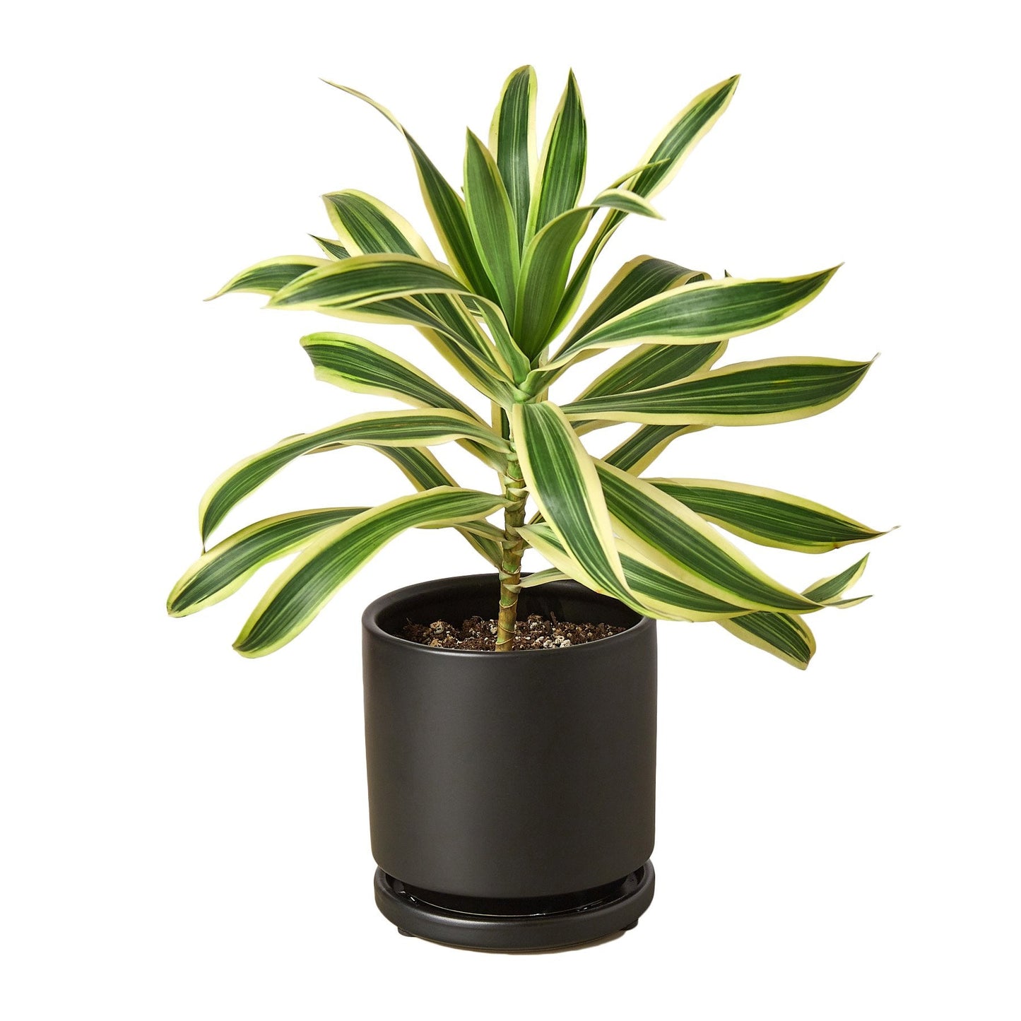 Dracaena 'Song of India' Live Plant
