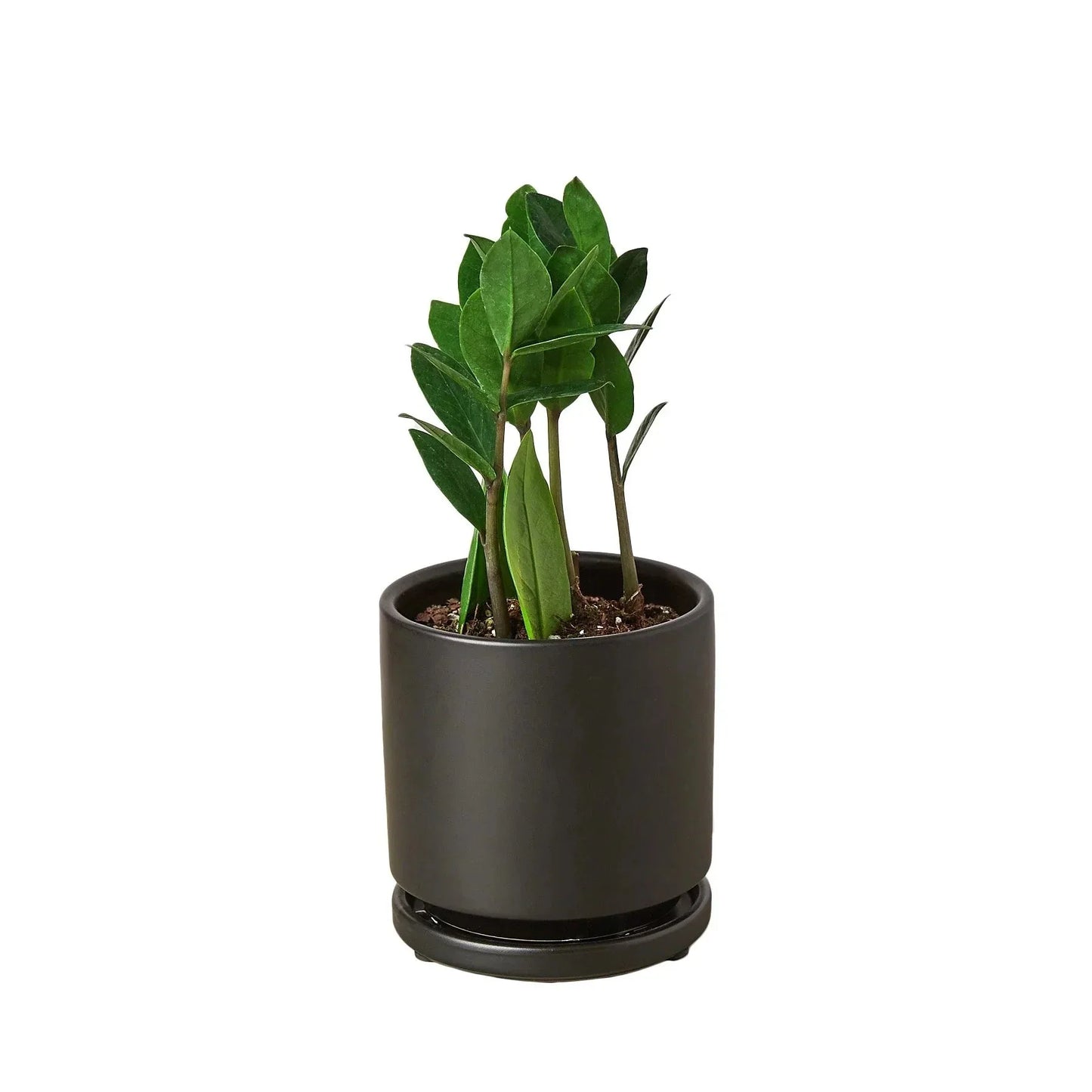 ZZ Plant (Zamioculcas Zamiifolia) Live Plant