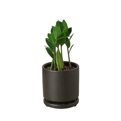 ZZ Plant (Zamioculcas Zamiifolia) Live Plant
