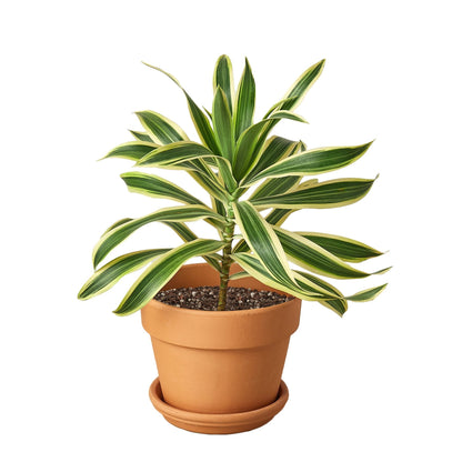 Dracaena 'Song of India' Live Plant
