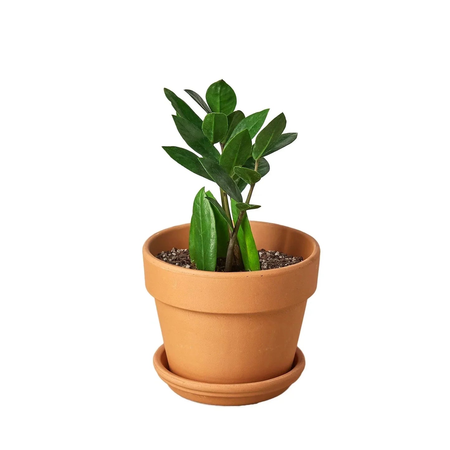 ZZ Plant (Zamioculcas Zamiifolia) Live Plant
