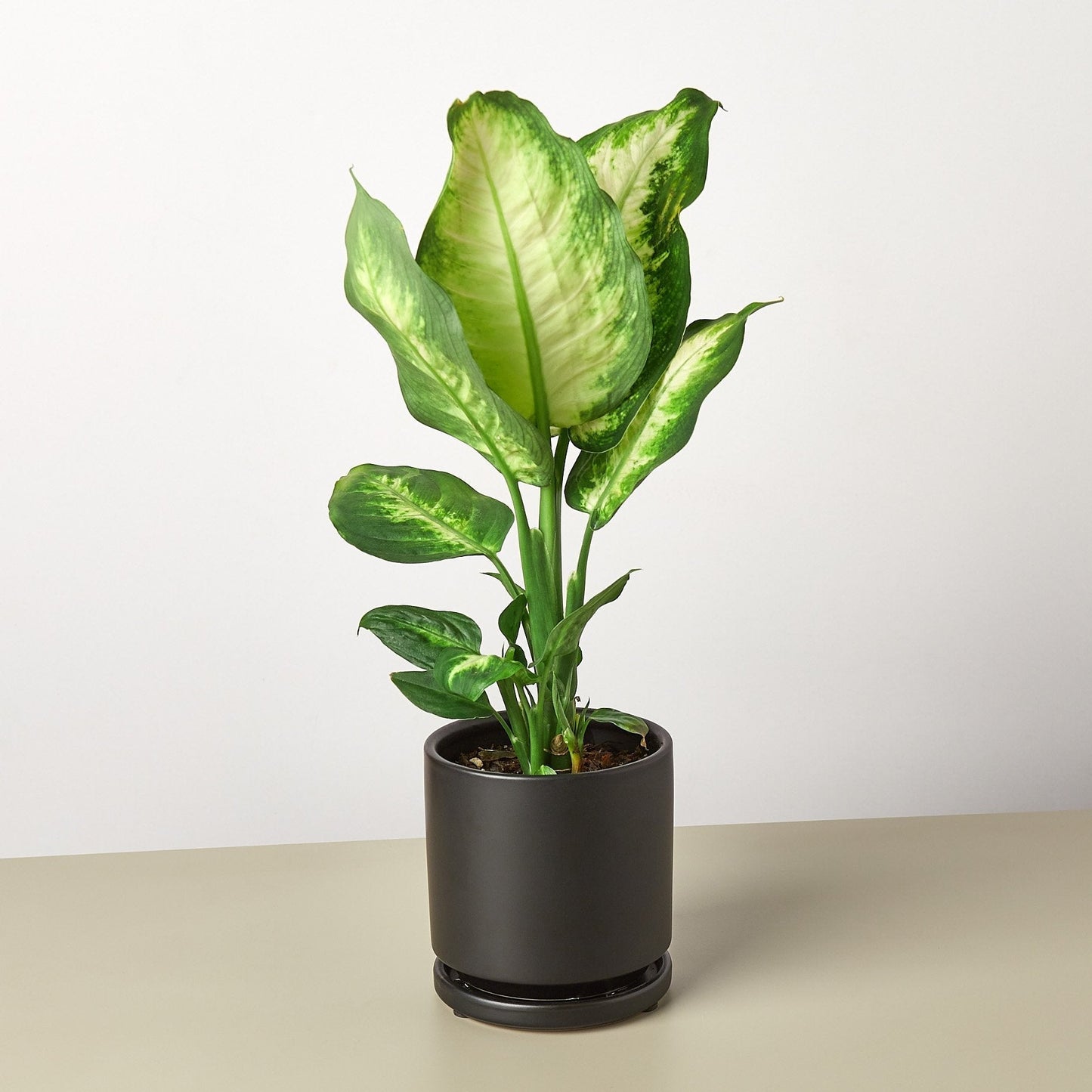 Dieffenbachia 'Camille' Live Plant