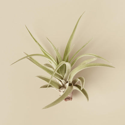 Tillandsia Air Plant 'Velutina'