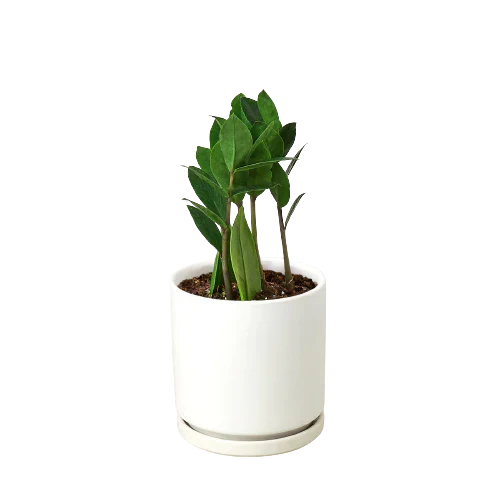 ZZ Plant (Zamioculcas Zamiifolia) Live Plant