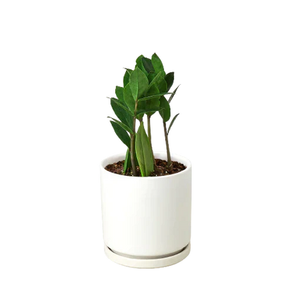 ZZ Plant (Zamioculcas Zamiifolia) Live Plant