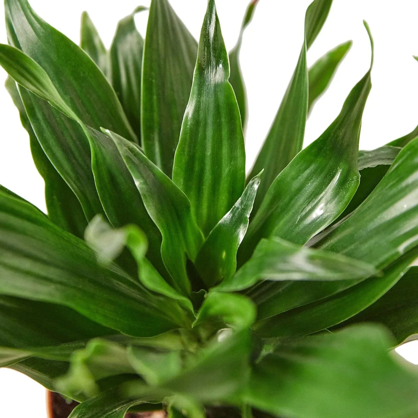 Dracaena 'Janet Craig' Live Plant