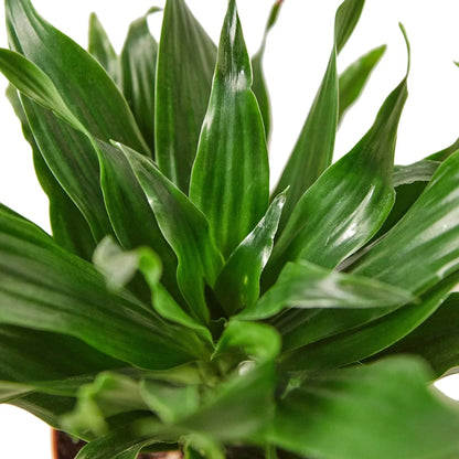Dracaena 'Janet Craig' Live Plant