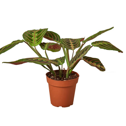 Maranta 'Red Prayer' Live Plant – Prayer Plant