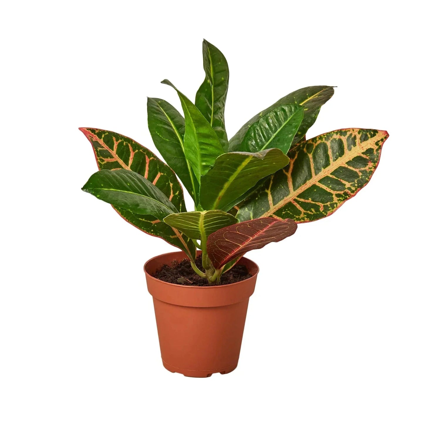 Croton Petra 'Joseph's Coat' Live Plant