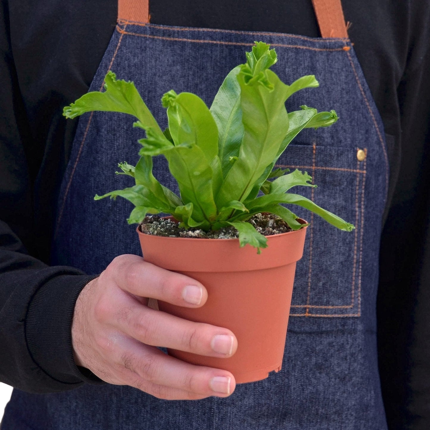 Bird's Nest Fern 'Leslie' Live Plant