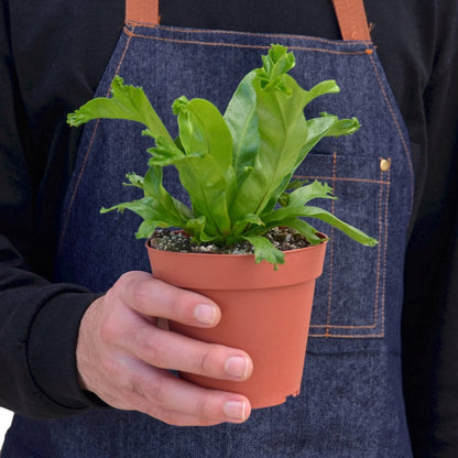 Bird's Nest Fern 'Leslie' Live Plant