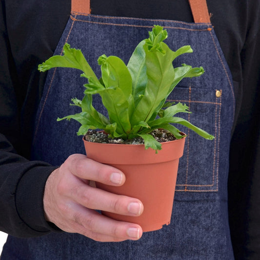 Bird's Nest Fern 'Leslie' Live Plant
