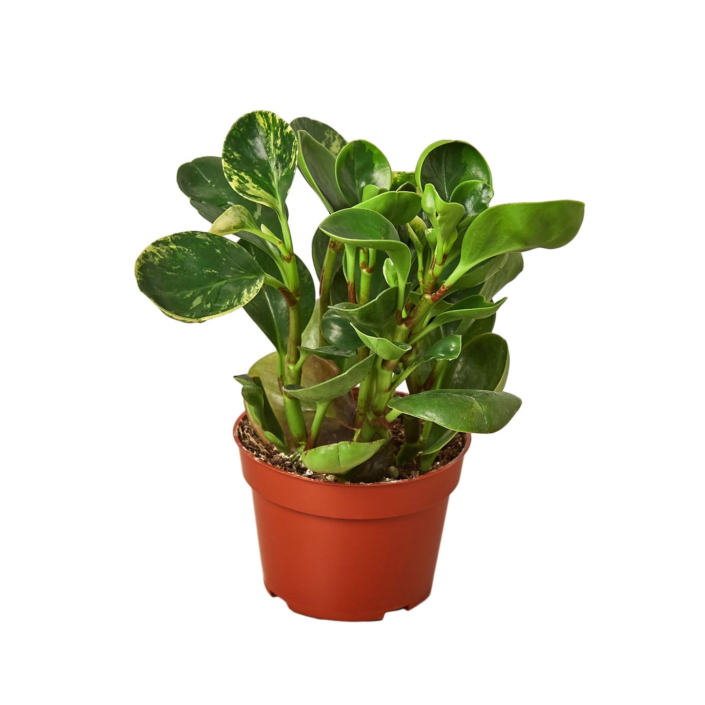 Peperomia 'Marble' Live Plant – Pet-Safe