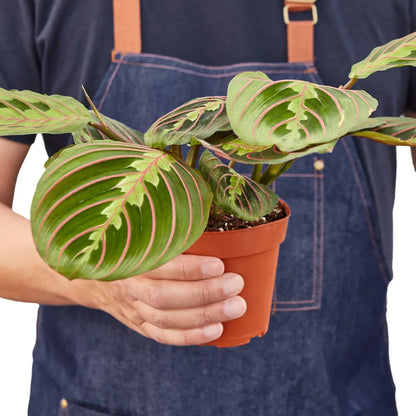 Maranta 'Red Prayer' Live Plant – Prayer Plant