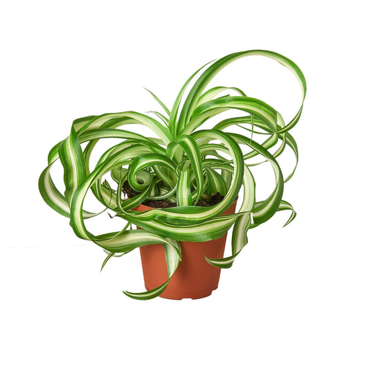Spider Plant 'Bonnie' – Curly Leaf Houseplant