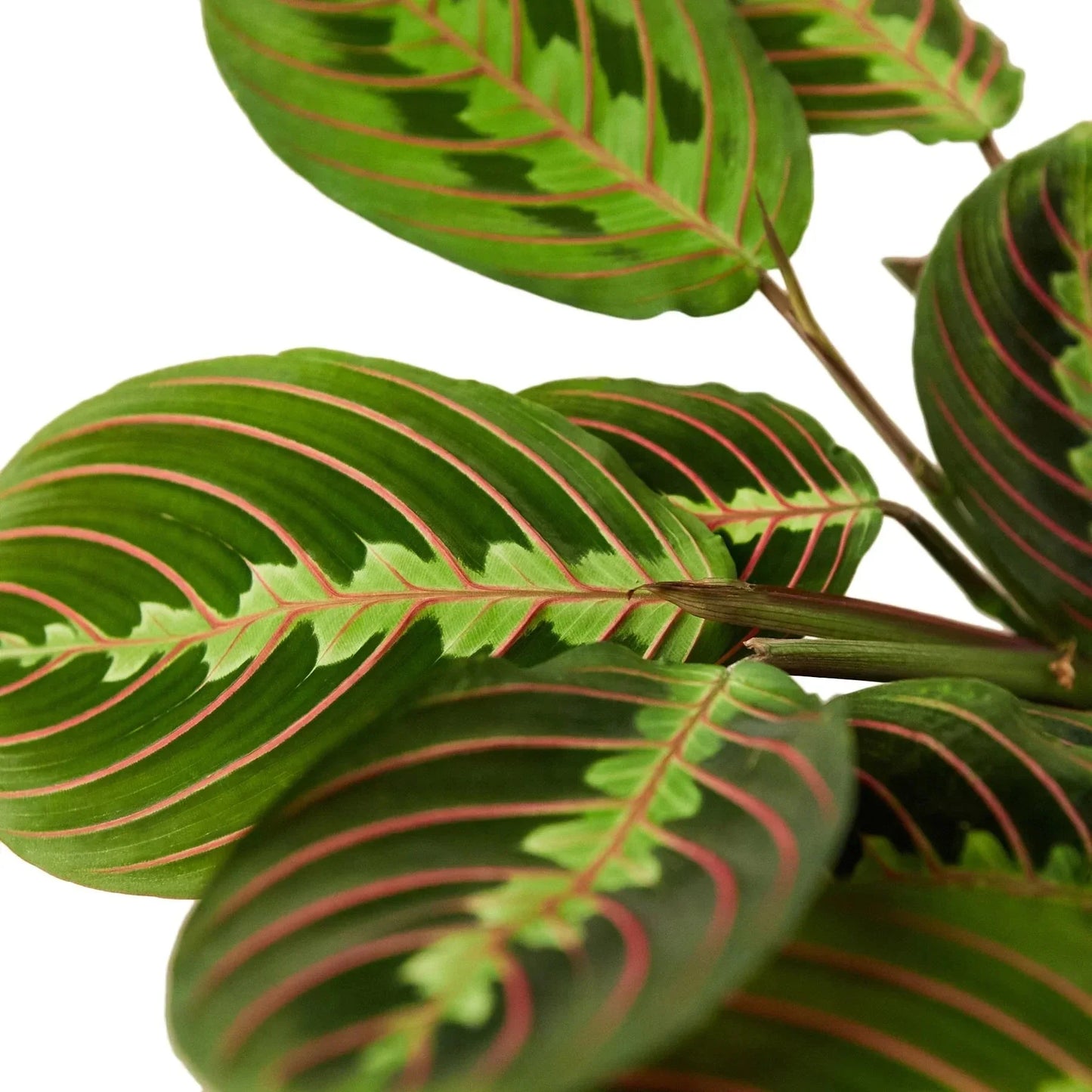 Maranta 'Red Prayer' Live Plant – Prayer Plant