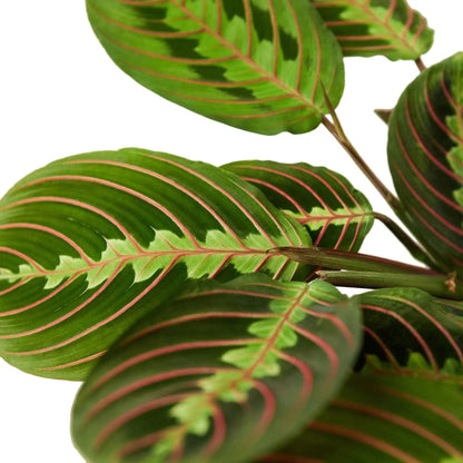 Maranta 'Red Prayer' Live Plant – Prayer Plant