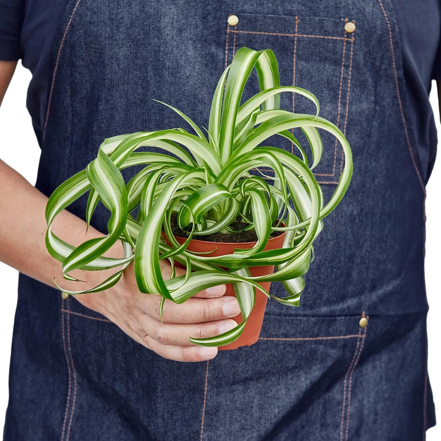 Spider Plant 'Bonnie' – Curly Leaf Houseplant