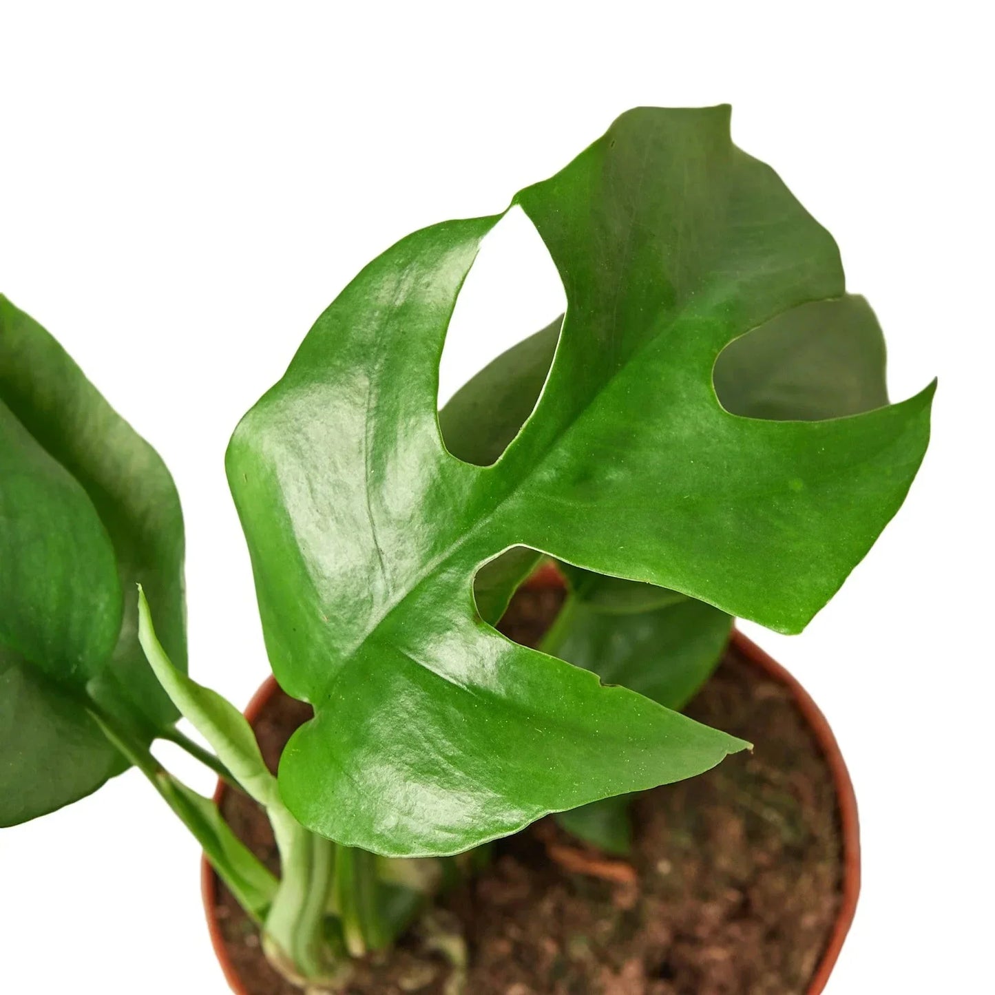 Mini Monstera (Rhaphidophora) Live Plant