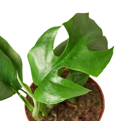 Mini Monstera (Rhaphidophora) Live Plant