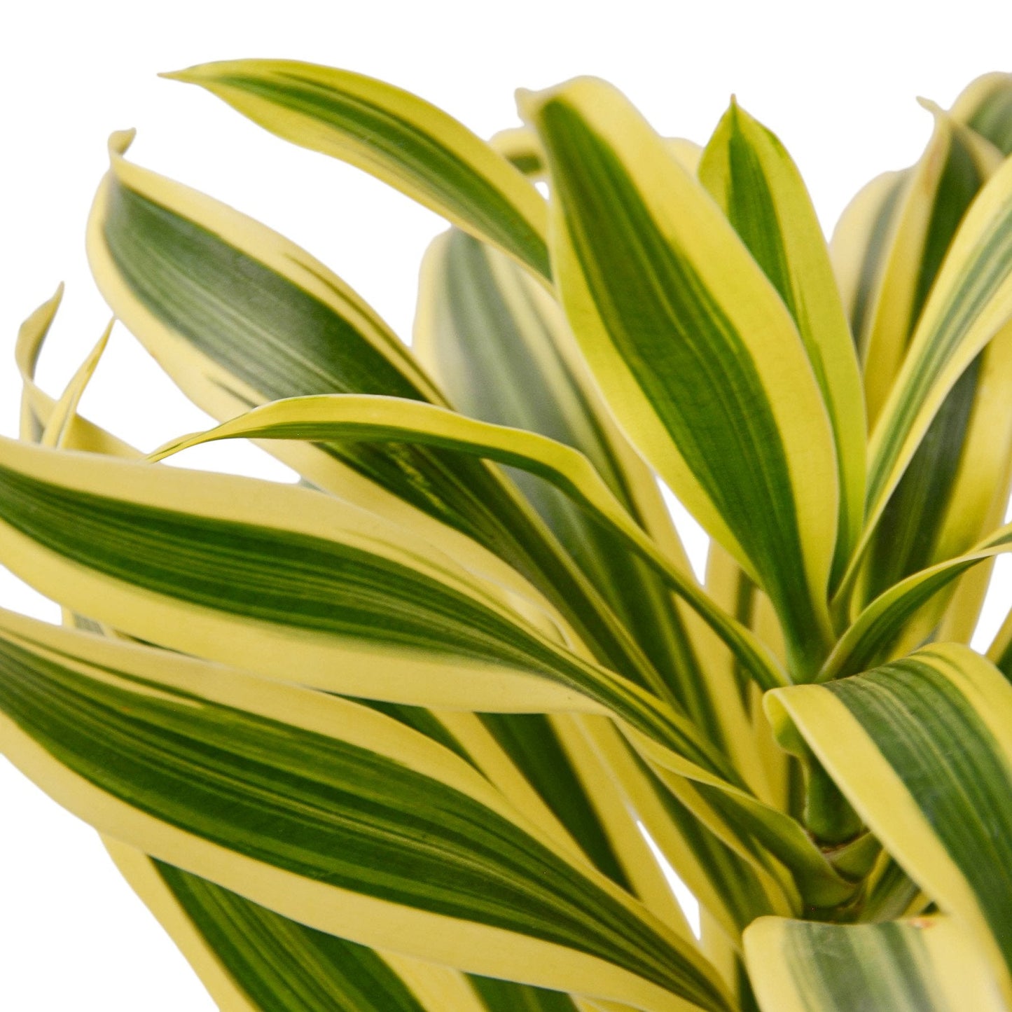 Dracaena 'Song of India' Live Plant