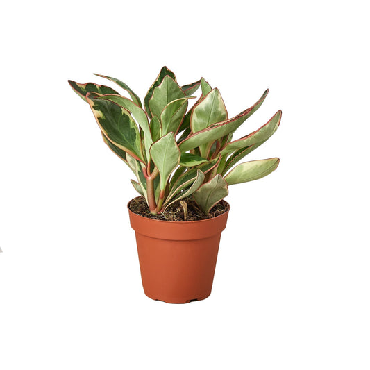 Peperomia 'Ginny' Live Plant