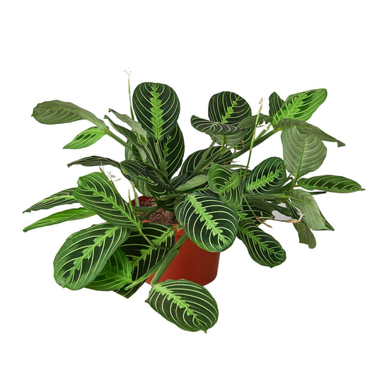 Maranta 'Lemon Lime' Live Plant – Prayer Plant