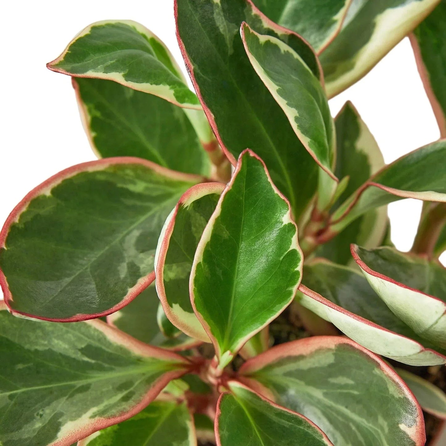Peperomia 'Ginny' Live Plant