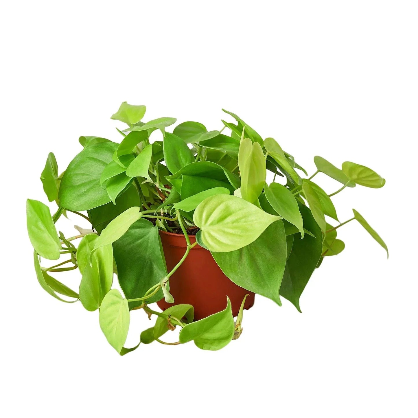 Philodendron 'Neon' Live Plant