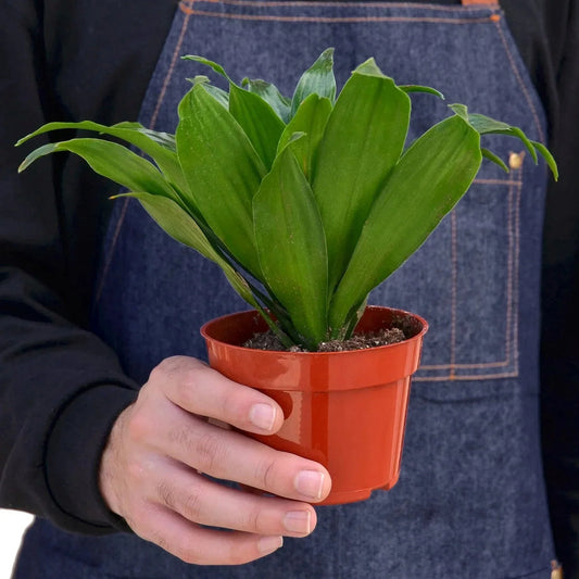 Dracaena 'Janet Craig' Live Plant