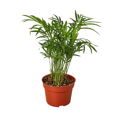 Parlor Palm Live Plant – Pet-Safe