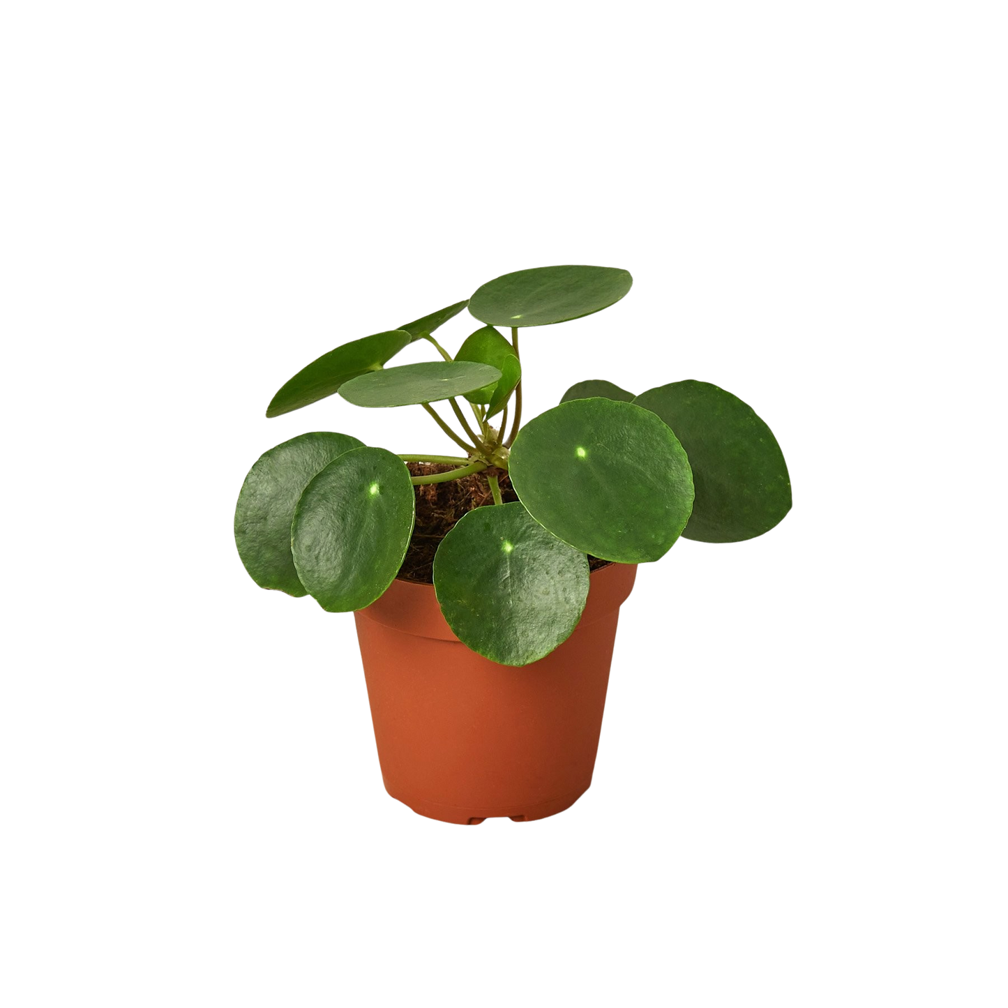 Pilea Peperomioides 'Chinese Money Plant'
