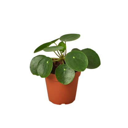 Pilea Peperomioides 'Chinese Money Plant'