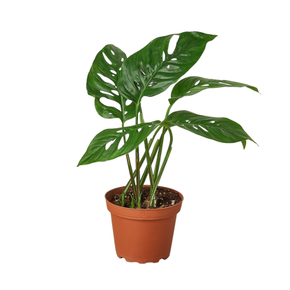 Monstera Adansonii 'Swiss Cheese' Live Plant