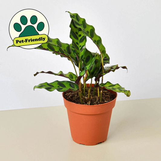 Calathea Lancifolia 'Rattlesnake' Plant